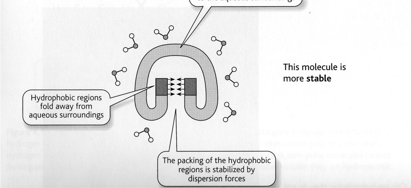 Harmadlagos szerkezet A polipeptidek hidrofil és hidrofób részekből állnak.