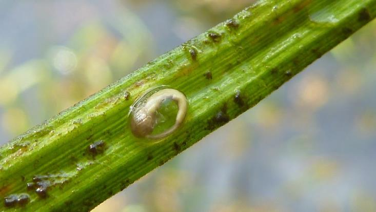 orbicularis) módszertani fejlesztés (csapdázás, gőtelárva vizsgálat) mocsári teknős esetén fészekőrök, predációs nyomás