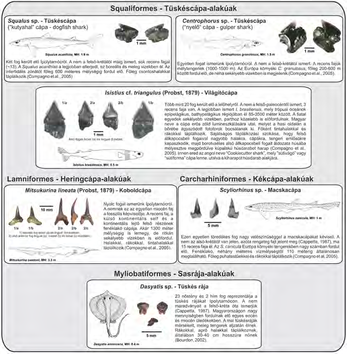 Ipolytarnócról, melyek közül 5 nem teljesen új Koch kora-múlt szászadi munkáihoz képest (Squalus, Centrophorus, Isistius, Mitsukurina, Scyliorhinus) (4. ábra).