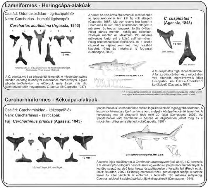 A fauna értékelése A nagyszámú előkerült cápafog megtartási állapota gyakran elég rossz, a fogak nagy része töredékes.