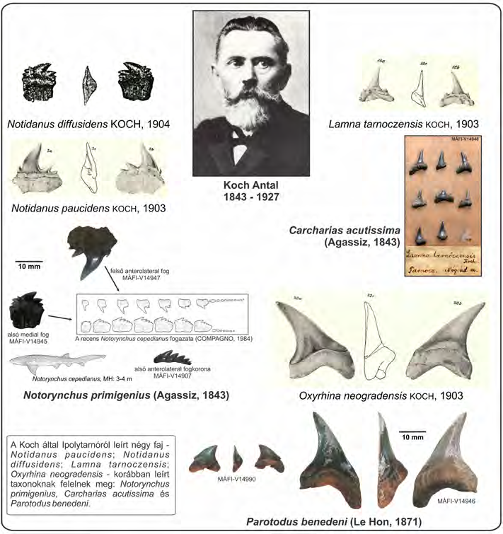 3. ábra Koch Antal, az ipolytarnóci cápafogak úttörő kutatója és az általa leírt fajok Ipolytarnócról.