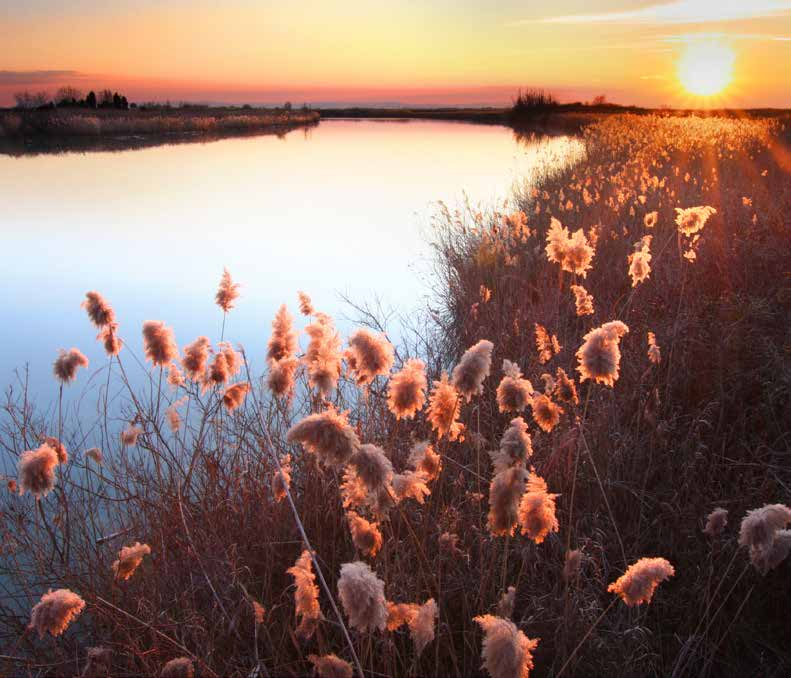 Po Delta Park Riviera Flora en fauna 300 vogelsoorten bevolken de lucht boven het Deltapark. In de zoutpannen bij Comacchio nestelen de roze flamingo s.