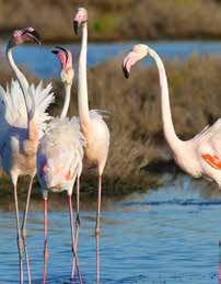 Egyedi környezet A Pó-delta Nemzeti Park területén található comacchiói lagúnák egyedi környezetében jól megfigyelhetők a legnagyobb európai nedves