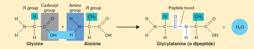A peptidkötés Szabad NH2, COOH (NH 3 +, COO - ) N-terminális,