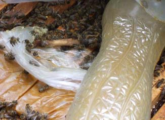 - A elkészített lepényből (1 kg porcukor+1,5 kg + 75%-os sziruppal) a kísérleti családoknak egyenként beadott mennyiséget (750 g- 1000 g) a családok átlagosan 30-40 %-ban fogyasztották el kb.