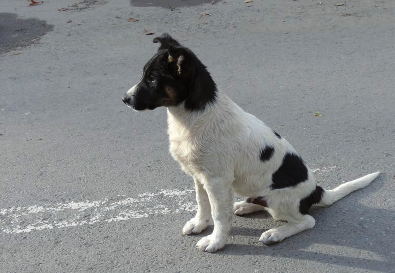 .. Magyari