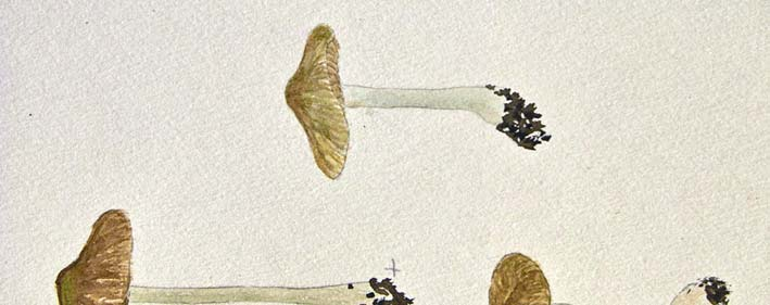 (Inocybe