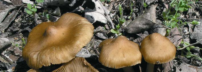 Két Magyarországról leírt susulykafaj, az Inocybe aeruginascens és az Inocybe javorkae 25 vékony, törékeny, a kalapban és a tönkben fehéres, gyakran kékeszöld árnyalattal elsősorban a tönkben.