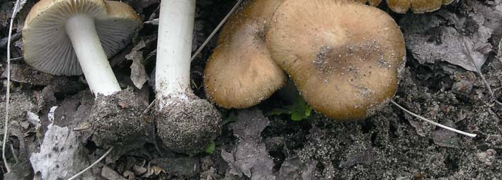 Inocybe aeruginascens.