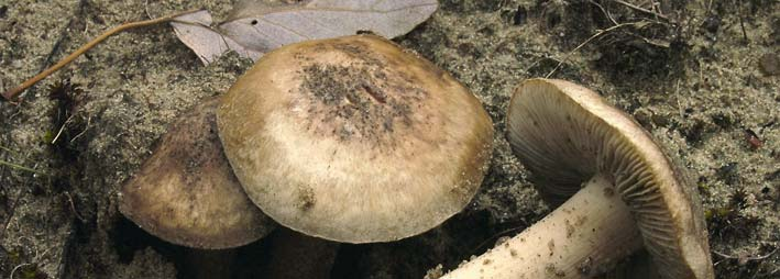 Két Magyarországról leírt susulykafaj, az Inocybe aeruginascens és az Inocybe javorkae 31 pasz homokfelszíneken jelennek meg a termőtestei, azonban vannak adatai telepített fenyvesek széleiről is