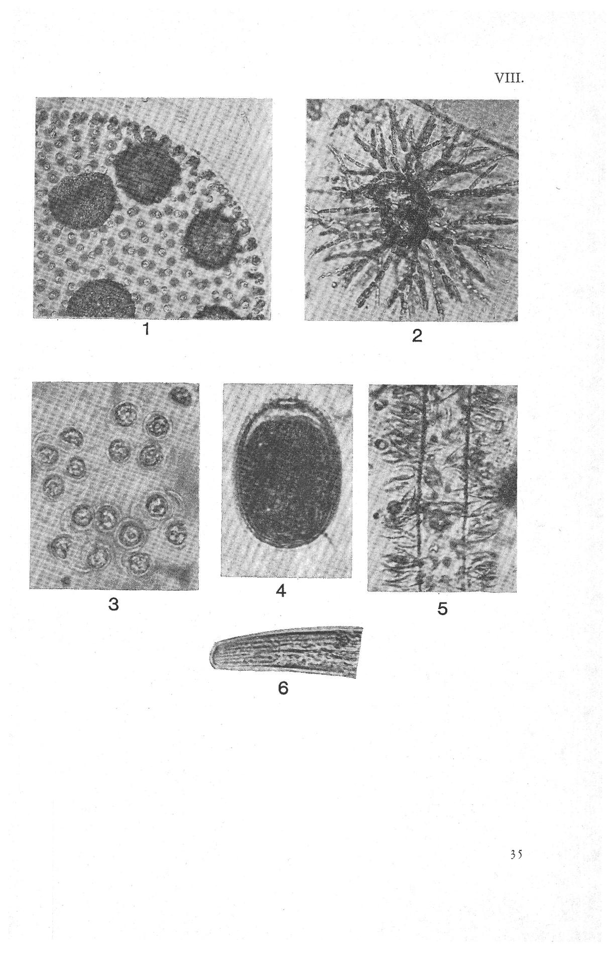 VIII. 35