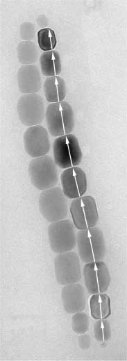 a) b) e) 2 1 3 4 5 6 7 220 111 002 110 111-010 101-011 - - 110 001 - - - 111 - - 101 5. ábra. a) Kettős magnetitlánc a veszprémi Séd-patak iszapjából származó baktériumban.