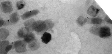 lánc) 60 15 1,6 4,4 10 16 vad coccus Magnetit (kettős lánc) 80 25 0,95 1,8 10 15 vad, pálca alakú sejt vad, osztódó, pálca alakú sejt Greigit és valószínűleg magnetit (kettős lánc) Greigit és