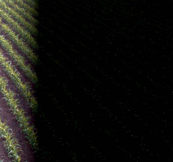 hu A Kubota megbízható technológiája a szemenként vetés szigorú