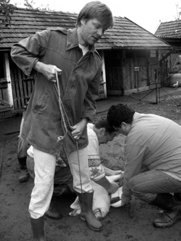 Bali János 7. Máté György és Bali János süldővágáson Végh Károlynál (Átány, 2011.
