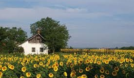 Oldal 2 T A N Y A F E J L E S Z T É S I P R O G R A M Tanyás térségek, tanyagazdaságok fejlesztése A tanya a magyar vidéknek több évszázadra visszanyúló, jelentős gazdasági, települési és