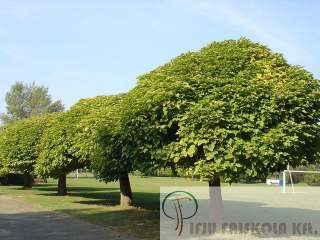 Catalpa bignonioides 'Nana' - Gömb szivarfa Növekedés, alak: kisméretű fa, Ő-6 m magas és ugyanolyan széles szabályos lapított gömb alakú koronával, sűrűn ágas.