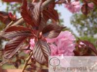 Prunus serrulata Royal Burgundy Japán díszcseresznye Növekedés, alak: Koronája váza, vagy