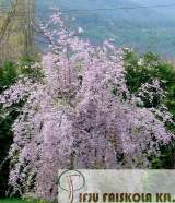 Virág: 1,5-2cm-es egyszerű virágai rózsaszínes fehérek, 2-5-ösével nagy tömegben, áprilisban nyílnak, lombfakadás el tt.