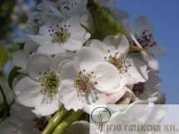 Pyrus calleryana Chanticleer Kínai díszkörte Növekedés, alak: Kezdetben kúpos, id sebb korban tojásdad koronájú,