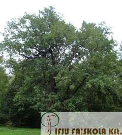 Quercus robur Kocsányos tölgy Növekedés, alak: 30-40 m magasra és 15-20 m szélesre növ terebélyes koronájú.