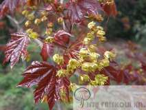 Acer platanoides 'Crimson King' - Vöröslevelű juhar Növekedés, alak: középmagas, a fajnál gyengébb növekedésű.
