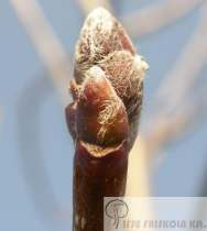 Sorbus thüringiaca Fastigiata Thüringiai berkenye Növekedés, alak: 5-8 méter, keskeny kúp, id
