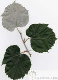 Tilia tomentosa 'Silver Globe' - Gömbhárs Növekedés, alak: kis koronájú fa, koronaformája gömb, 5-6m magas, 4-5 m széles. Nem olyan megnyúlt, mint a T.