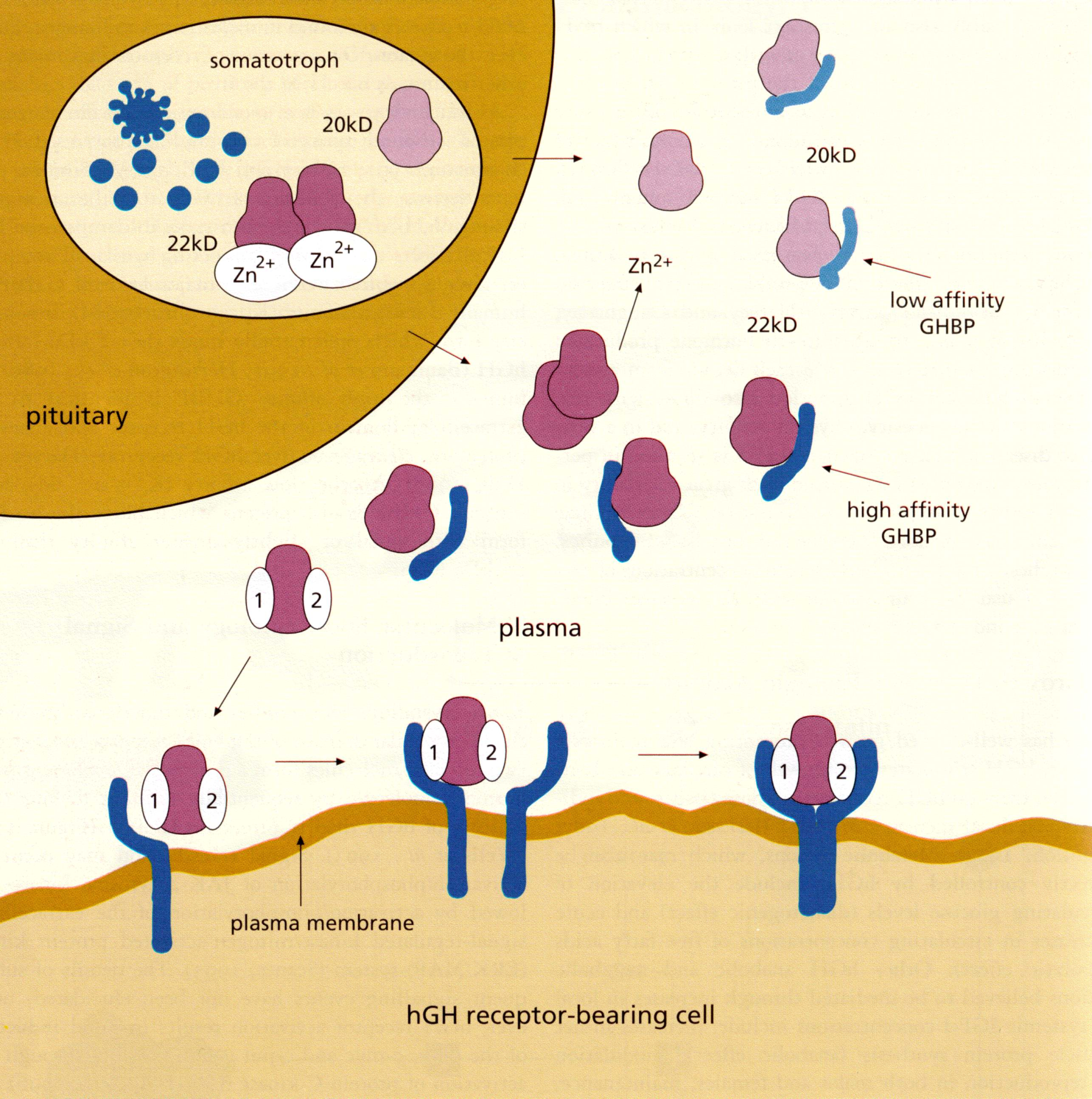hgh receptor,