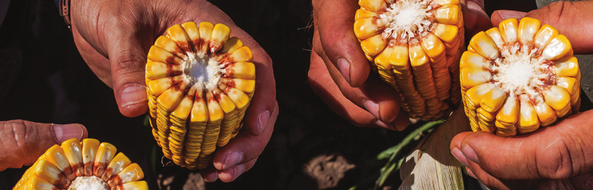 A termékekre és azok teljesítményére vonatkozó valamennyi, a Monsanto Hungária Kft.