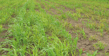 ROUNDUP MEGA kukoricában 3. ábra. Szulfonilkarbamid kezelést túlélt rezisztens fenyércirok. Kocs. 2015. június 24. Szulfonilkarbamid kezelést túlélt rezisztens fenyércirok. hatásuk, ezért indulhat meg tömeges magról kelés ha van elég nedvesség a talajban.