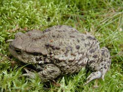1 Tisztelt Közgyűlés! Az Égervölgyi-tó kedvelt kiránduló és rekreációs hely a Nyugat-Mecsek területén.