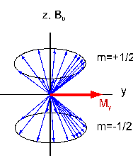 Makroszkopikus mágnesezettség viselkedése a 90 -os impulzus után longitudinális mágnesezettség (M Z ) nullára csökken (két spinállapot azonos betöltöttsége) transzverzális mágnesezettség (M XY )