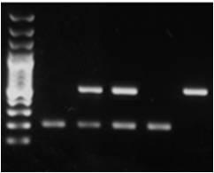 alapelv: knockout növényanyagok genotipizálása: 3 primeres PCR vizsgált gén genomi DNS - vad típus PCR termék vad típusú genomból génspecifikus primerek (vizsgált beépülési helyet