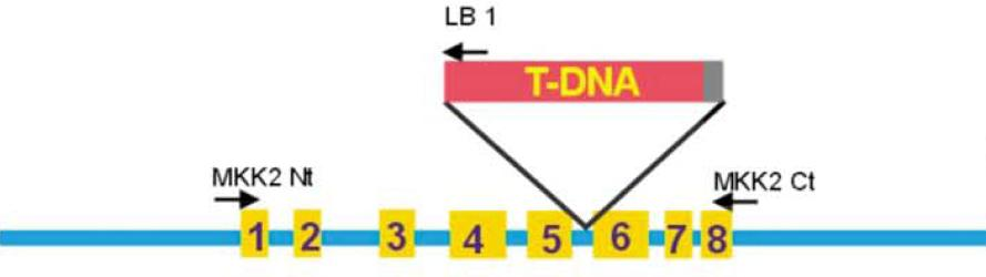 A hideg és sótűrésben központi szabályozó mitogén-aktivált protein kináz kináz, MKK2 funkciójának igazolása transzgénikus kísérleti technikákkal A felhasznált transzgénikus növényanyagok: MKK2