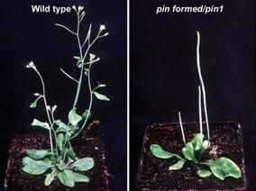 A poláris auxin transzport mechanizmusinak feltérképezése: példa a génfúziós riporterkonstrukciók használatára Auxin: növényi növekedési hormon, kulcsfontosságú a szervek normális morfológiai