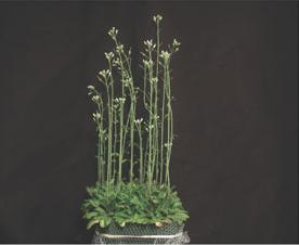 módszer transzgénikus növények előállítására százezres