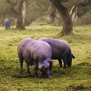 zsírsavakban gazdag. GYORSFAGYASZTOTT IBERICO SERTÉS KARAJBORDA (SPARE RIBS) 849,- 891, 45 https://www.metro.