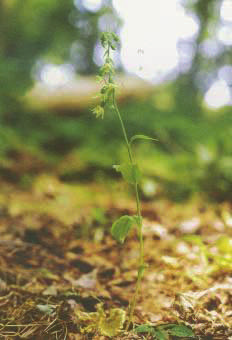 12 Nagy: A Mecsek Epipactis fajai 8. ábra. A Tallós nőszőfű előfordulása a Mecsek térségben Fig. 8. Localities of Epipactis tallosii in Mecsek Mountains area Tallós nőszőfű (E.
