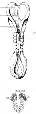 A neuroektoderma és az ektoderma elválik egymástól - diszjunkció. Mezenchyma vándorol a velőcső és a bőrfelszín közé, a későbbi meninxek, csigolyaívek és para-spinalis izmok előtelepe. (P.
