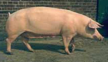 The pig: subspecies of domestic pigs USA Duroc