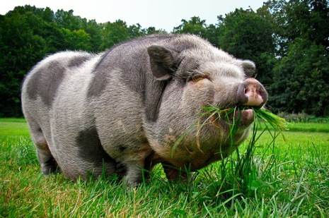 Belgien Landrace About 85 subspecies around the