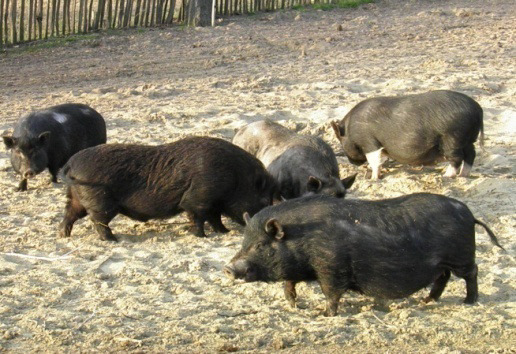 Landrasse Dt. Edelschwein Dt.