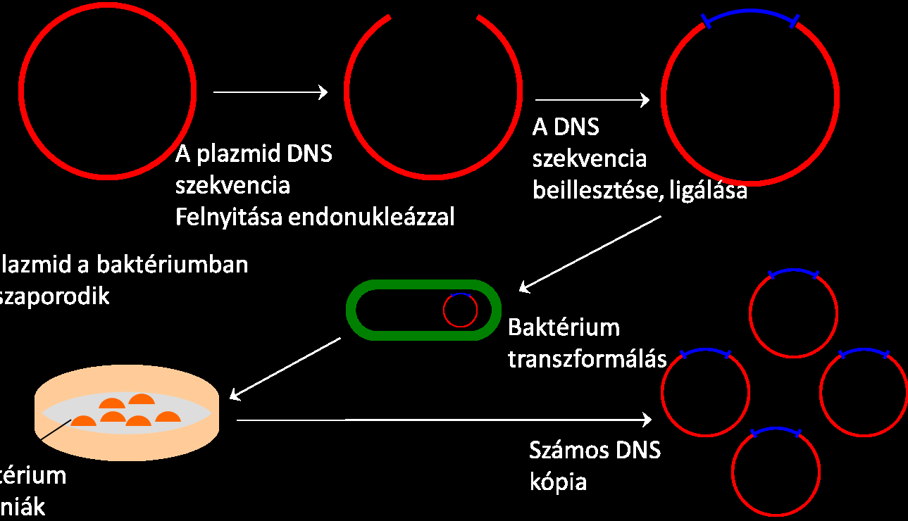 AZ ANTIGÉN KLÓNOZÁSA Plazmid DNS Beillesztett DNS A plazmid DNS