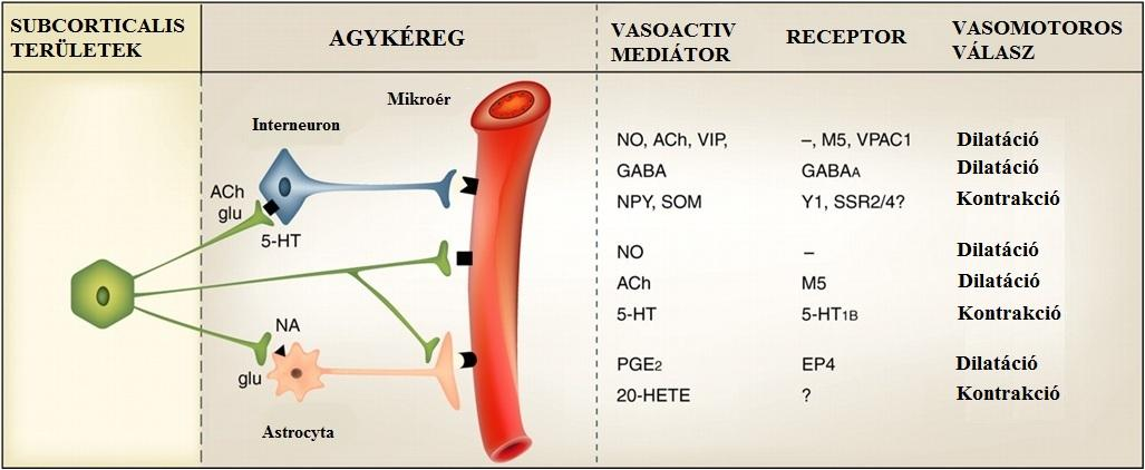 3. ábra. Az agy mikroereire ható vasoactiv mediátorok hatása. Cauli és Hamel ábrája nyomán, módosítva. (Cauli B, Hamel E. Revisiting the role of neurons in neurovascular coupling.