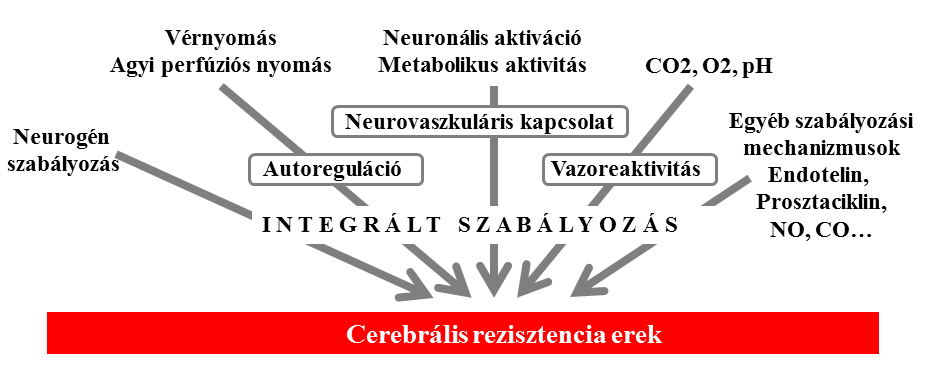 1. ábra. A cerebrális resistentia erek átmérőjét befolyásoló mechanismusok.