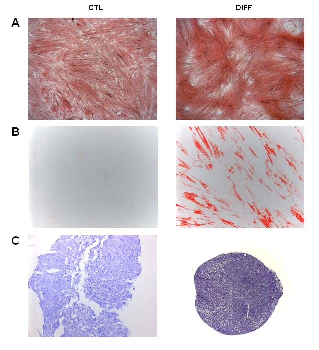 A cmsc sejtek osteogén irányú differenciációs képességét az extracelluláris kalcium depozíciót kimutató Alizarin Red S festéssel ellenőriztük.