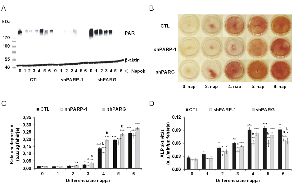 6.2.6. A PARP-1 és a PARG szabályozza a SAOS-2 sejtek csontirányú differenciációját A PARP-1 és a PARG csendesítés hatására módosult a PAR akkumuláció mintázata a SAOS-2 sejtek csontirányú