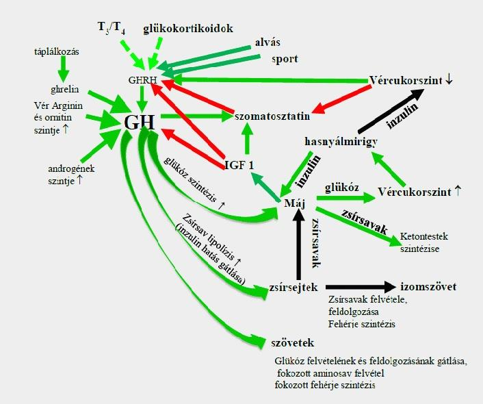 ábra: A növekedési hormon hatásai a vércukorszintre piros nyíl: gátlás; zöld nyílt: serkentés; zöld szaggatott: permisszív (megengedő szerep T3:trijód trionin; T4?
