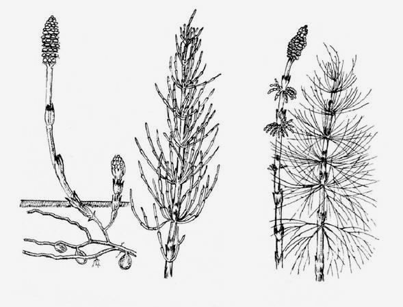 meddı- és termıhajtásuk vagy egy száron, vagy külön szárakon jön létre hazánkban 8 zsurlófaj (Equisetum spp.